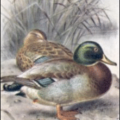 mallard free clipart