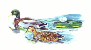 mallard anas platyrhynchos free clipart