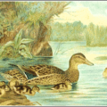 mallard with ducklings free clipart