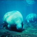 manatee florida free clipart