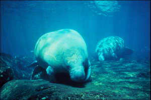 manatee florida free clipart
