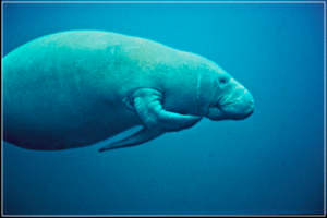 manatee scratching free clipart