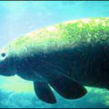 manatee trichechus free clipart