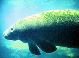 manatee trichechus free clipart