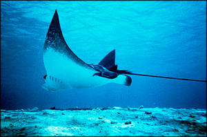 manta ray free clipart