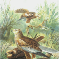 marsh harrier free clipart