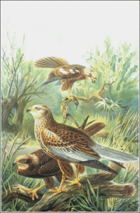 marsh harrier free clipart
