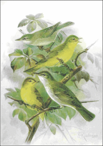 melodious warbler free clipart