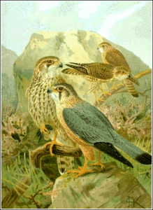 merlin free clipart