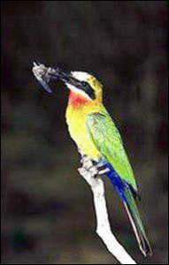 meropidae free clipart