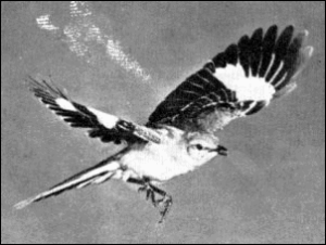 mocking bird bw free clipart