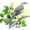 mockingbird free clipart