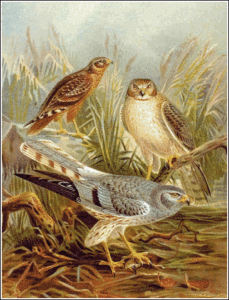montagus harrier free clipart