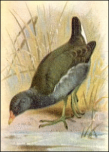 moorhen free clipart