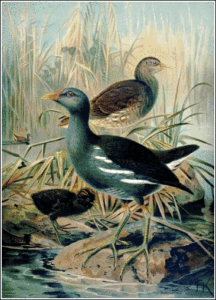 moorhen free clipart