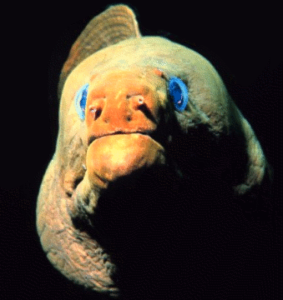 moray eel close up free clipart