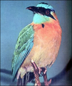 motmot free clipart