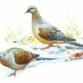 mourning dove free clipart