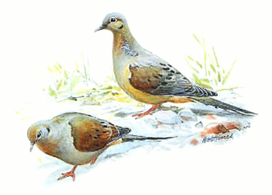 mourning dove free clipart