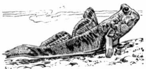 mudskipper free clipart