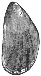 mussell free clipart