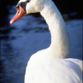 mute swan cygnus olor free clipart