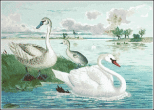 mute swan herd free clipart