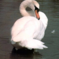 mute swan preening free clipart