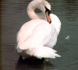 mute swan preening free clipart