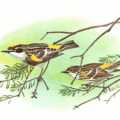 myrtle warbler free clipart