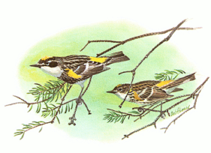 myrtle warbler free clipart