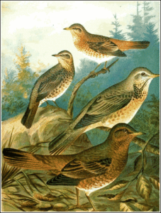 naumanns thrush free clipart