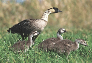 nene goose free clipart