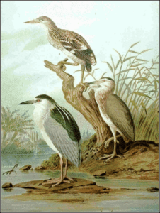night heron free clipart