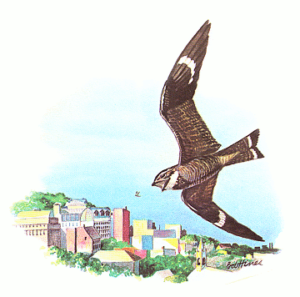 nighthawk free clipart