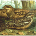 nightjar free clipart