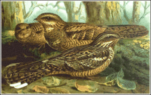 nightjar free clipart