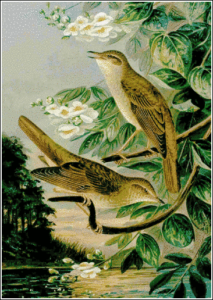 nithingale free clipart