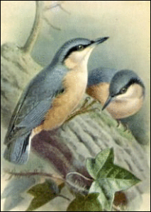 nuthatch free clipart