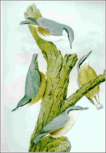 nuthatch free clipart