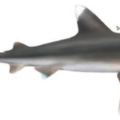 oceanic whitetip shark free clipart