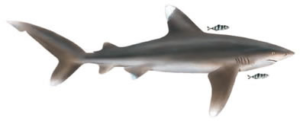 oceanic whitetip shark free clipart