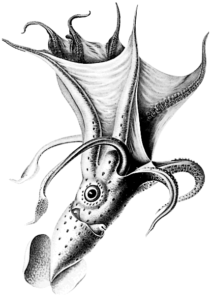 octopus histioteuthis bonellii free clipart