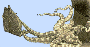 octopus w fish free clipart