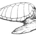 olive ridley free clipart