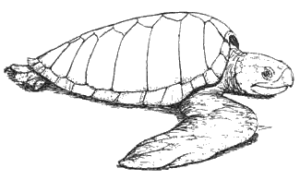 olive ridley free clipart