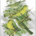 olive tree warbler free clipart