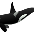 orca free clipart