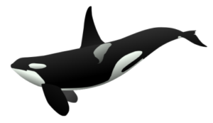 orca free clipart
