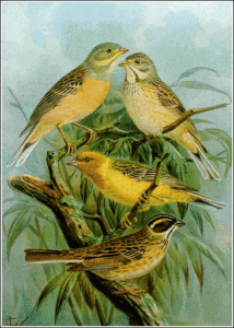 ortolan bunting free clipart